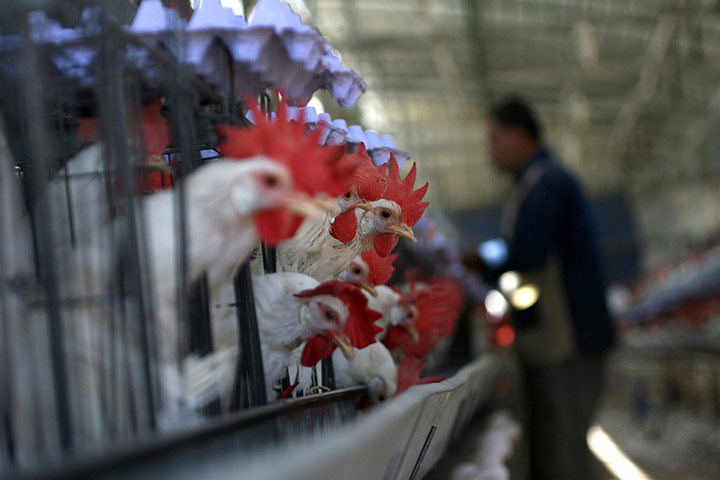 Week in Business: A Palestinian farmer collects eggs at a chicken farm 