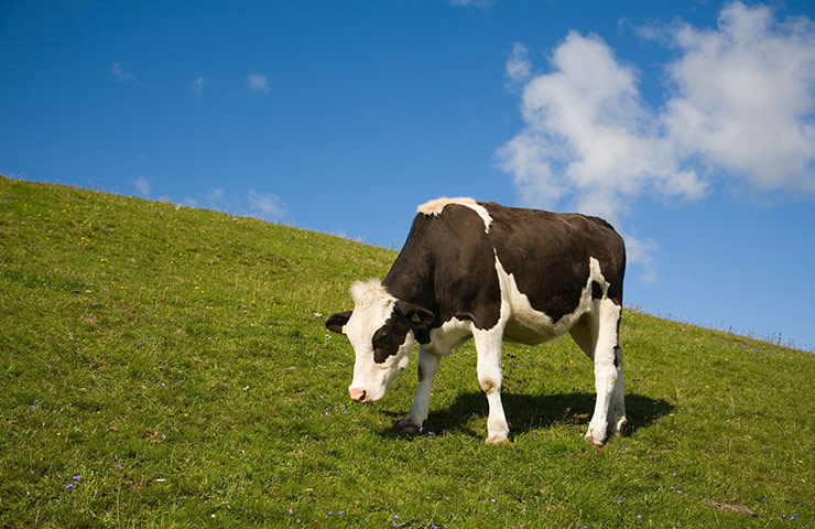 Literary picnics: Grevie Backar nature reserve grazing cattle heifer 