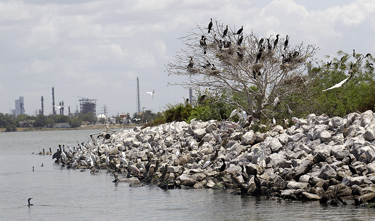 Week in wildlife: Ship Channel Birds