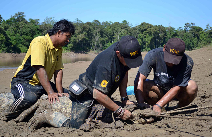 Week in wildlife: DGFC and Wildlife Rescue Unit staff securing a crocodile's mouth