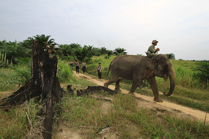 Week in wildlife: the Gunung Leuser National Park in Sumatra island