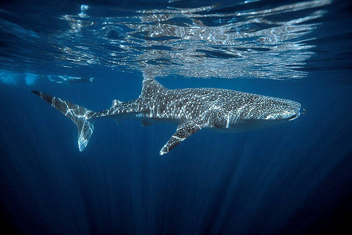 Week in wildlife: Ningaloo Coast Included in UNESCO World Heritage List