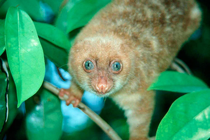 Week in wildlife: a blue-eyed spotted Cuscus