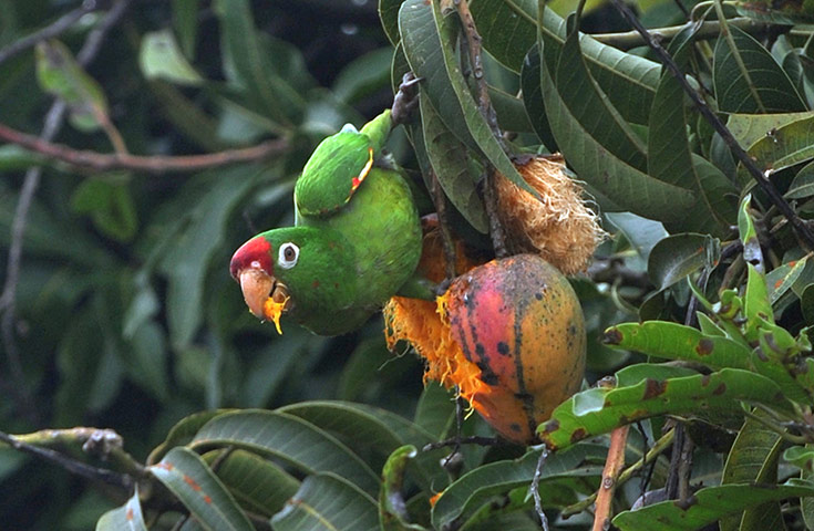 Parrot Eat