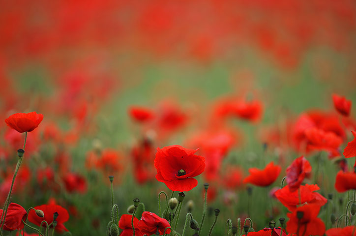 Week in wildlife: Poppies Grow In Fields Ahead Of Armed Forces Day