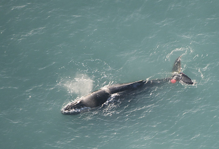 Week in wildlife: A Humpback whale entangled in craypot and buoy near Kaikoura, New Zealand 