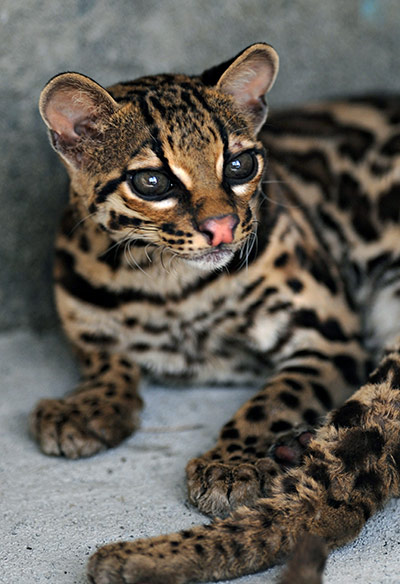 Week in wildlife: An ocelot (Leopardus pardalis) in Animal Rescue Center Managua 