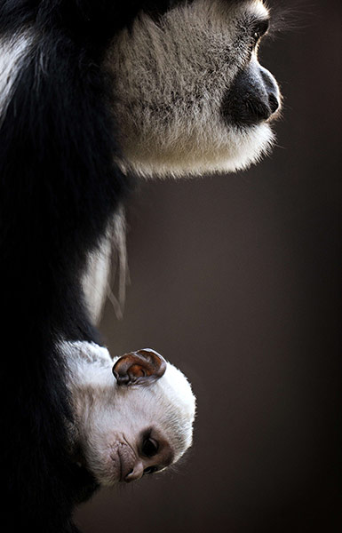 Week in wildlife:  Black and White Colobus Monkeys