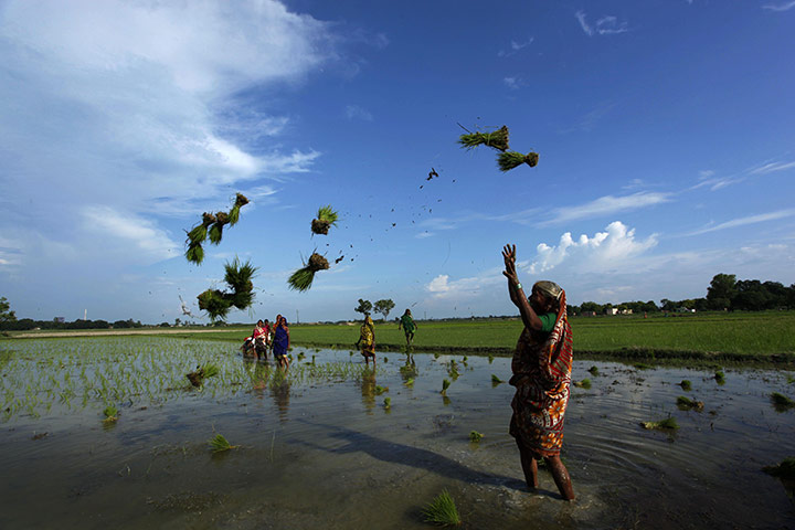 24 hours: Pawara village, India: Agricultural workers throw bunches of paddy saplings