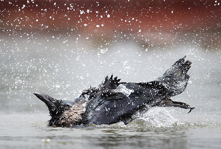 24 hours: New Delhi, India: A crow splashes in a pond during rains 