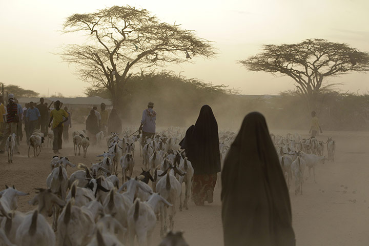  24 hours: Dadaab, Kenya: Somali refugees lead their herds of goats home for the night