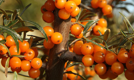 http://static.guim.co.uk/sys-images/Guardian/Pix/pictures/2011/7/11/1310394635341/Sea-buckthorn-berries-007.jpg