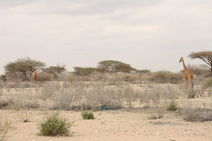 From Wajir : experiences of people affected by the drought in Kenya