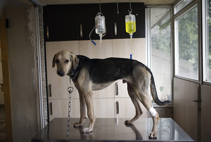 FTA: Behrouz Mehri: Gabik, a Doberman-German Shepherd dog receives serum at Tehran Pet Hospital