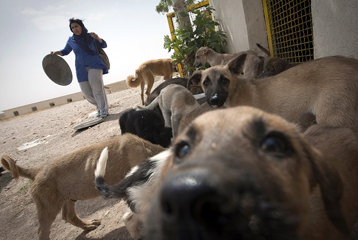 FTA: Behrouz Mehri: A volunteer helps to feed the dogs at the Vafa animal shelter