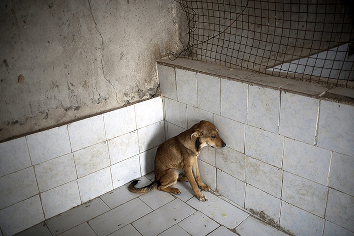 FTA: Behrouz Mehri: A stray dog sits at the Vafa animal shelter in the town of Hashtgerd