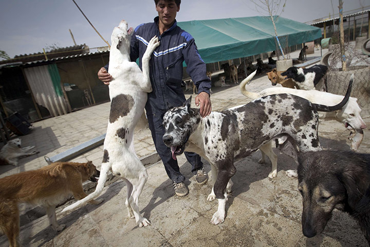 FTA: Behrouz Mehri: Stray dogs play with Akbar, one of the employees the Vafa animal shelter 