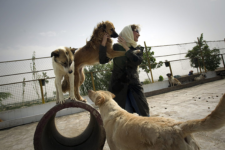 FTA: Behrouz Mehri: A dog lover plays with the strays at the Vafa animal shelter 