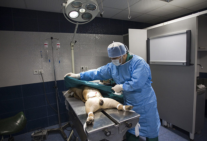 FTA: Behrouz Mehri: Vet Mir Sepehr Pedram prepares Churchill, a bulldog, for surgery 