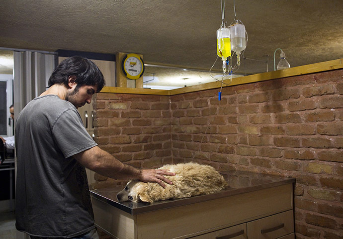 FTA: Behrouz Mehri: A dog receiving treatment for lumbar disc degeneration