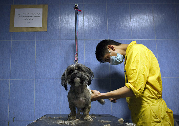 FTA: Behrouz Mehri: An Iranian man trims Jessi, a terrier dog at Tehran Pet Hospital