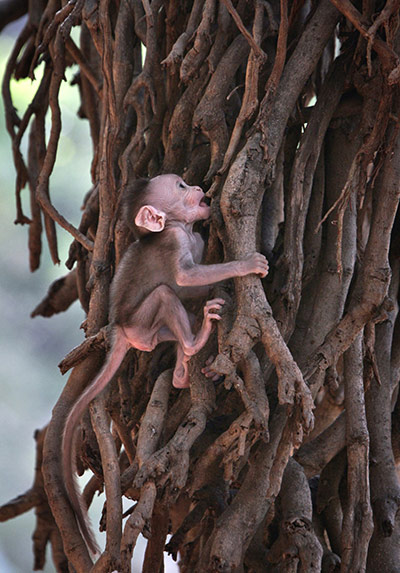 24 hours in pictures: A baby monkey tries to climb a banyan tree in India