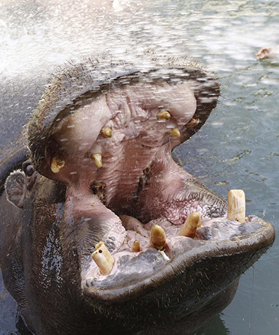24 hours in pictures: A zookeeper sprays water on a hippopotamus at Belgrade zoo