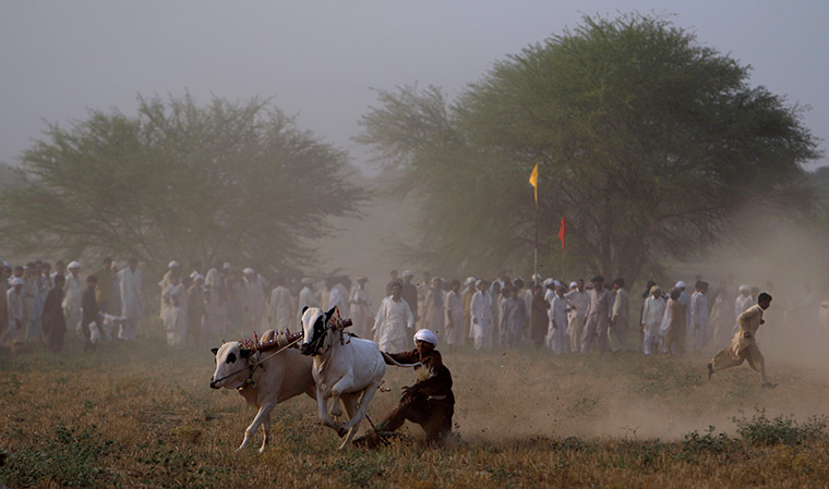 24 hours in pictures: A Pakistani man tries to control two ox during a race