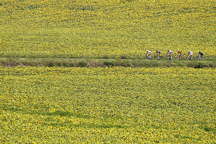 Tour de France Stage 12: The breakaway pack whizz past fields of sunflowers