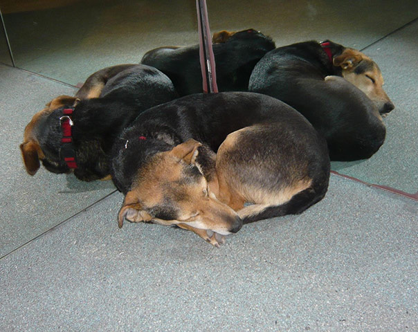In Pictures: dog in a shop in Sardinia by Paul Stapleton