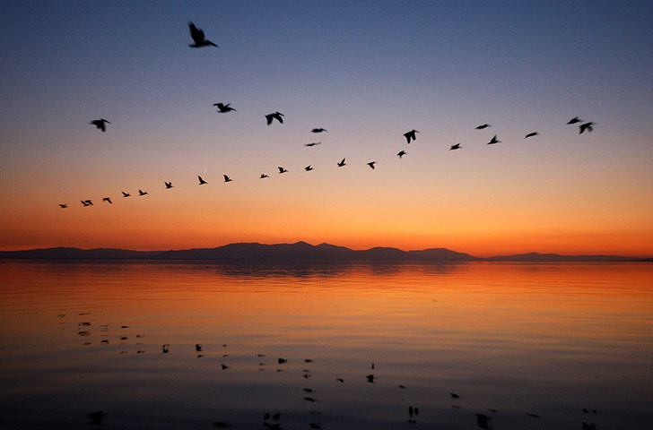 Week in Wildlife: Pelicans fly to Mullet Island, one of the four Salton Buttes