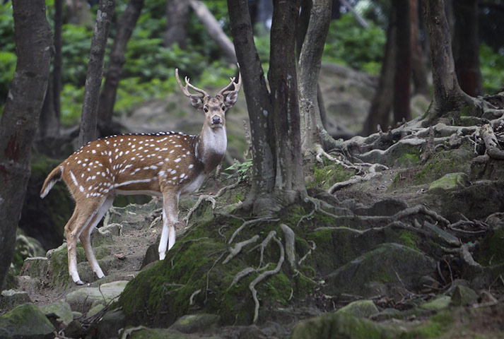 Week in Wildlife: A spotted deer in the premises of Pashupatinath Temple in Kathmandu