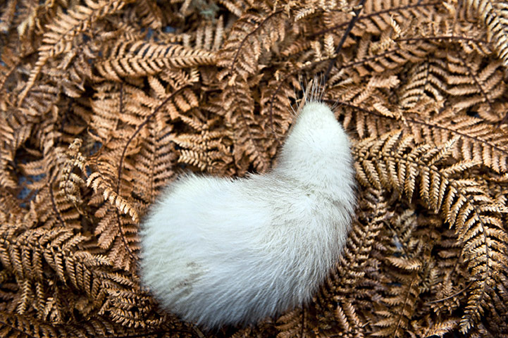 Week in Wildlife:  a rare white kiwi