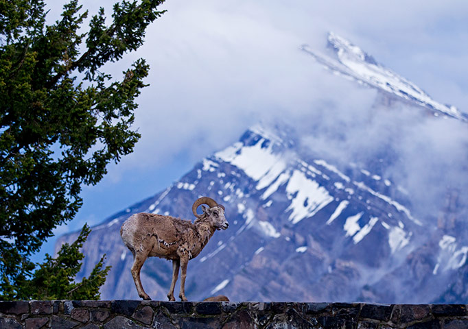 Week in Wildlife: A bighorn sheep is seen at the Banff National Park in Canadian Rockies
