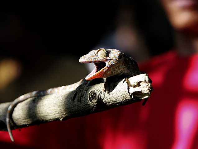 Week in Wildlife: A gecko clings to a twig 