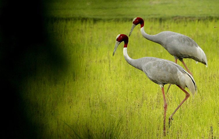 Week in Wildlife: pair of Sarus cranes