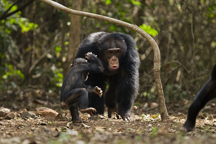 Week in Wildlife: Western chimpanzees, Bossou Forest, Mont Nimba, Guinea 
