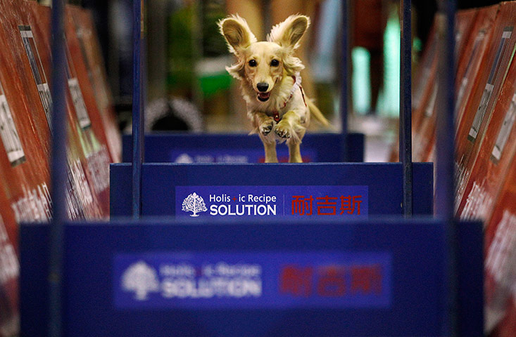 24 hours in pictures: A long-haired Dachshund leaps through a race course