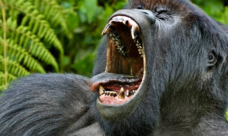 Самец горной гориллы