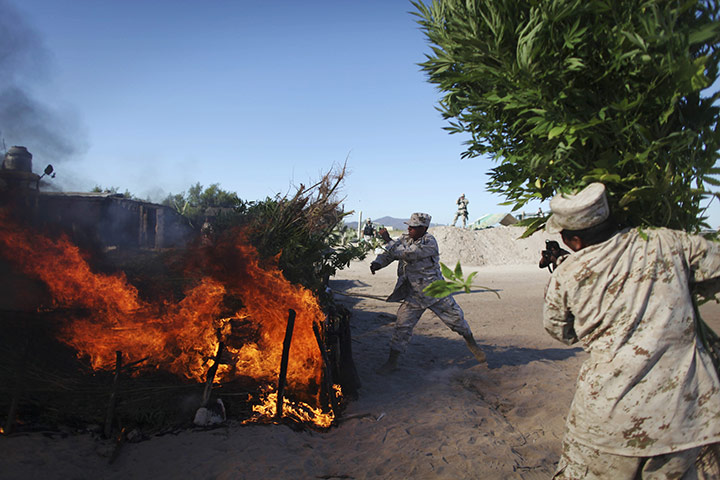 24 Hours: Army personnel burn marijuana at the largest marijuana plantation in Mexico