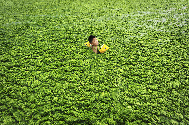 24 Hours: A boy swims in the algae-filled coastline of Qingdao