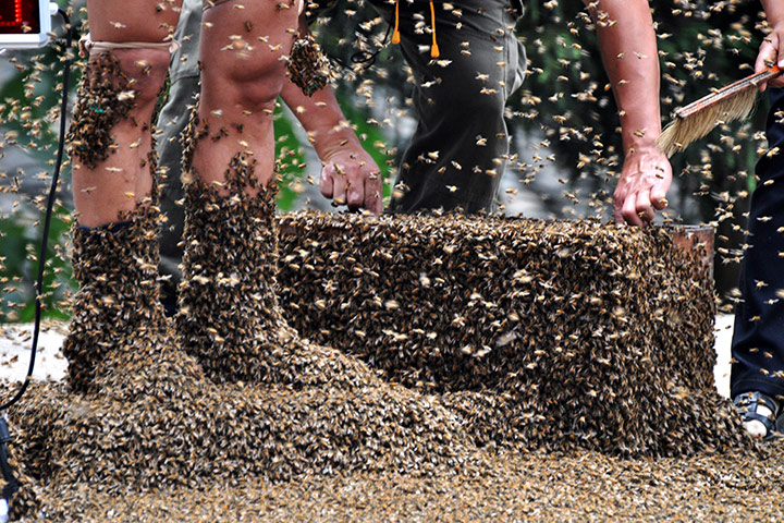 Bee Bearding in Hunan: Wang Dalin winner of the bee bearding contest in Hunan