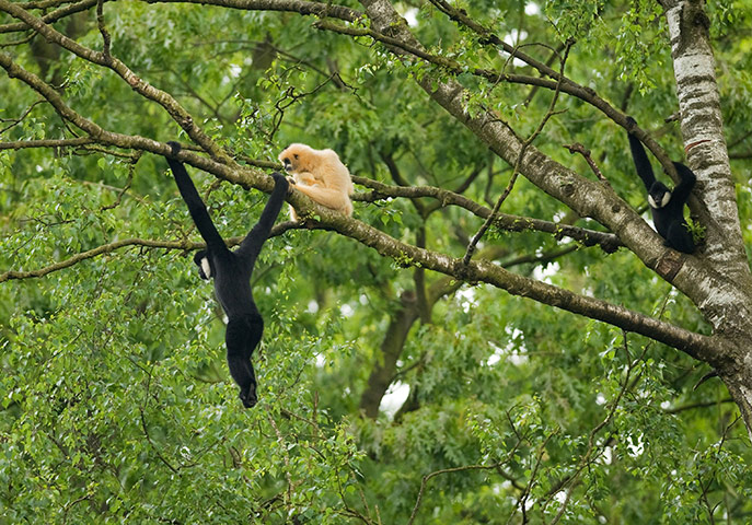 Consevation International: northern white-cheeked crested gibbon in Pu Mat National Park Vietnam