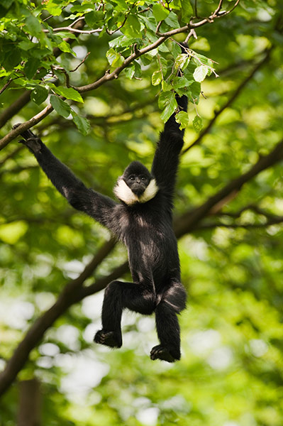 Consevation International: northern white-cheeked crested gibbon in Pu Mat National Park Vietnam