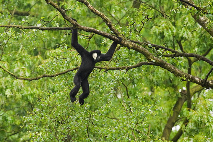 Consevation International: northern white-cheeked crested gibbon in Pu Mat National Park Vietnam