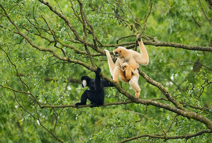 Consevation International: northern white-cheeked crested gibbon in Pu Mat National Park Vietnam