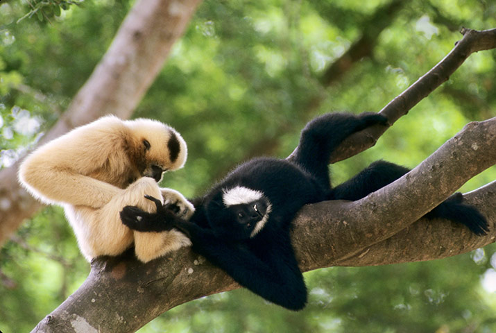 Consevation International: northern white-cheeked crested gibbon in Pu Mat National Park Vietnam