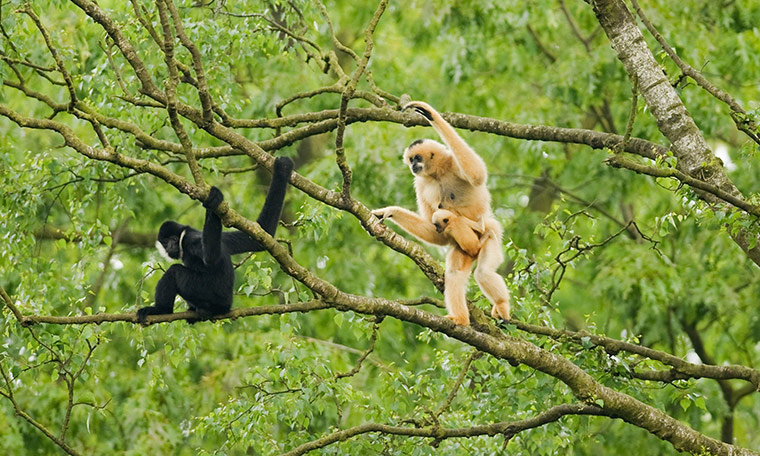 Consevation International: northern white-cheeked crested gibbon in Pu Mat National Park Vietnam