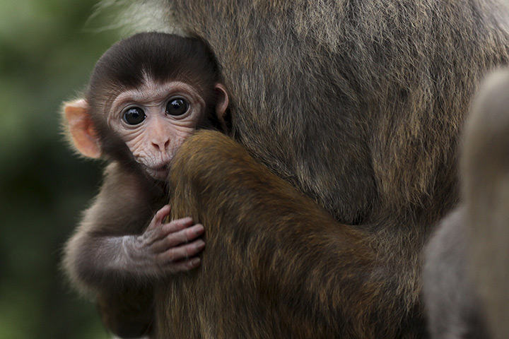 24 hours in pictures: A baby rhesus macaque monkey, Hong Kong