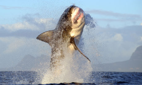 Great white sharks off Seal Island, South Africa